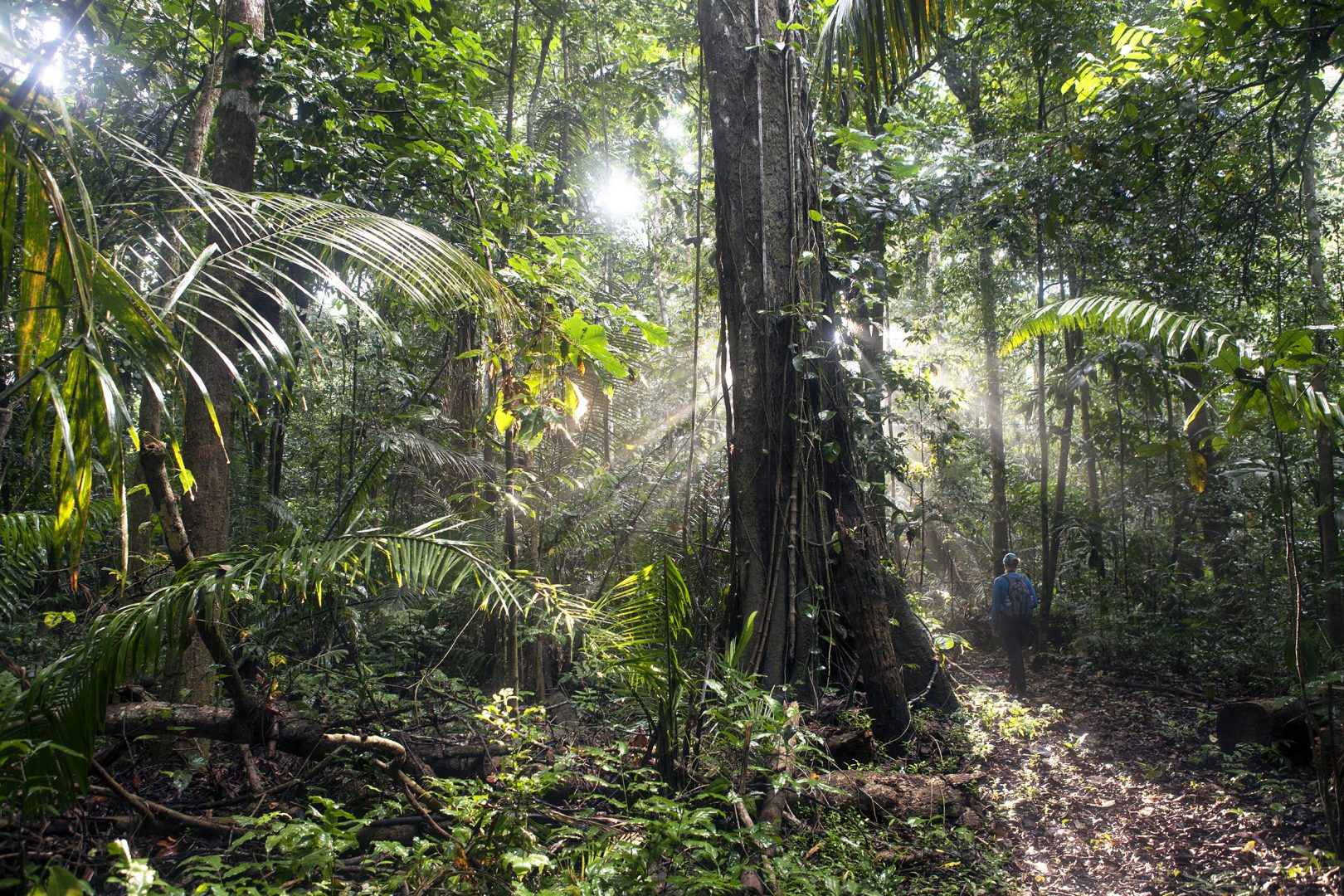 Renowned Amazon jungle lodge