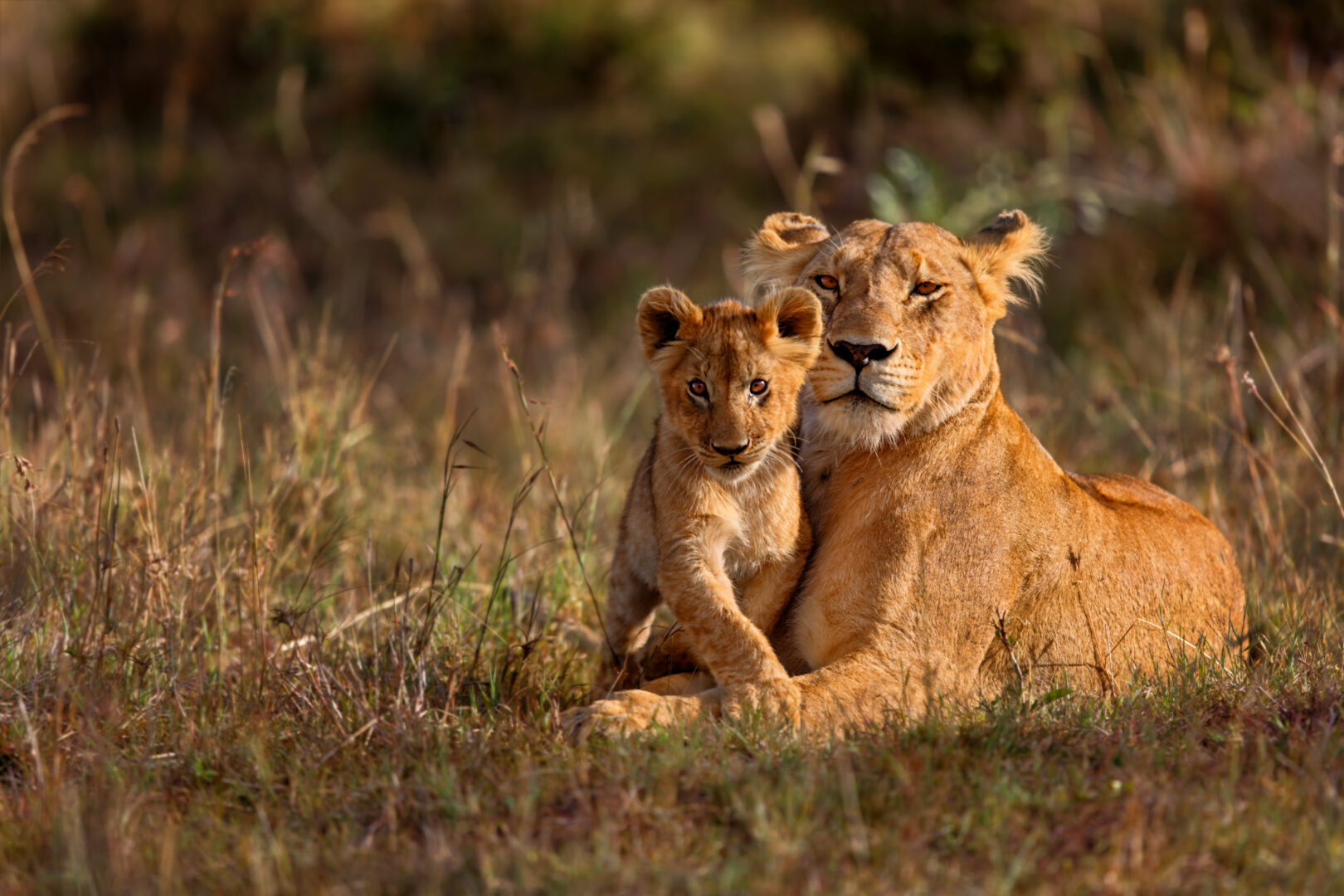 Lioness and lion cub in the Masai Mara, Kenya