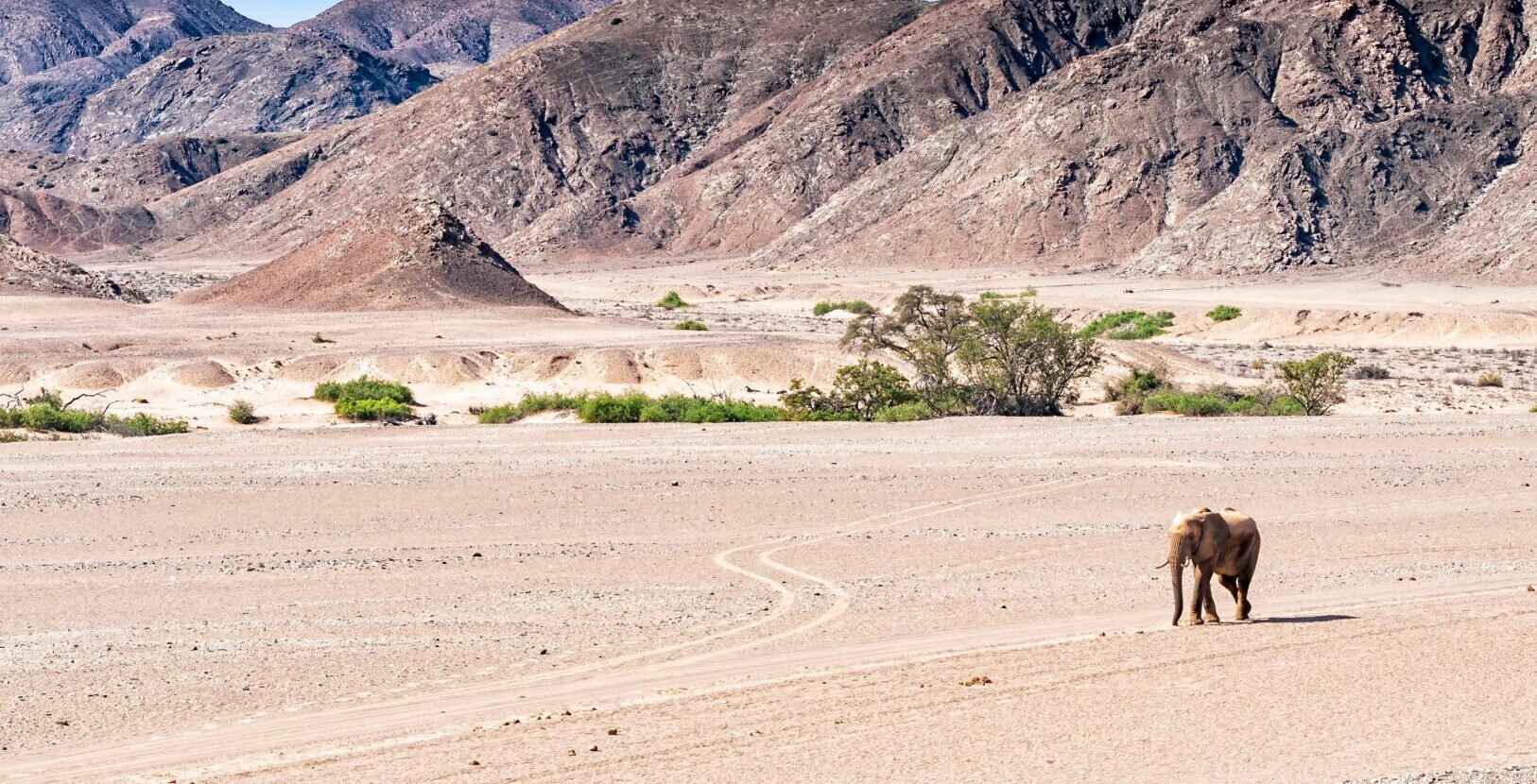 Elephant in Namibia's Hoanib Valley
