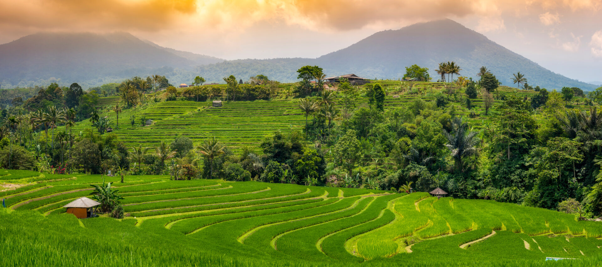 Rice terraces in Ubud, Bali, Indonesia