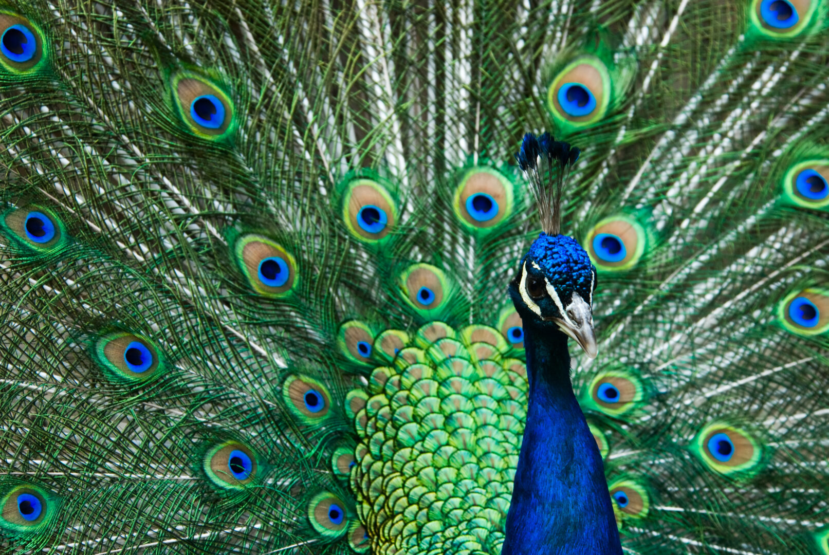 Peacock in India