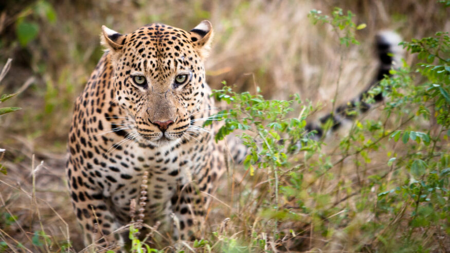 A male leopard marking his territory in the Okavango Delta, Botswana.