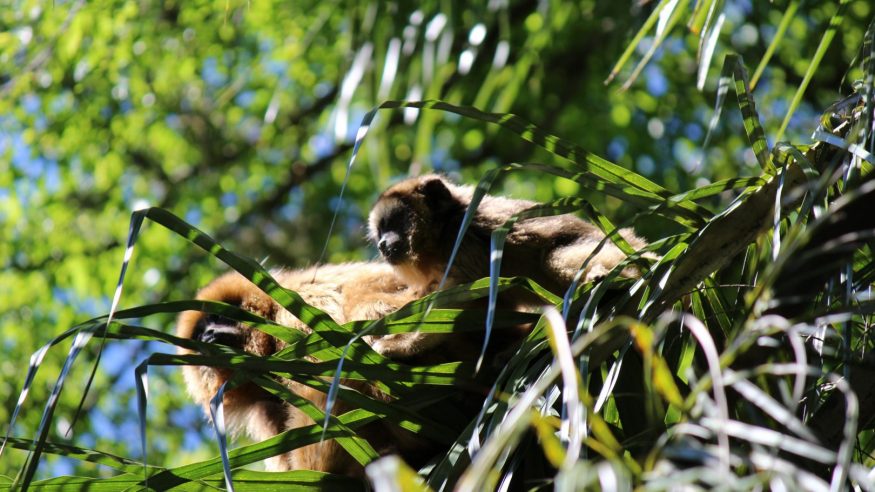 Monkeys in the Amazon