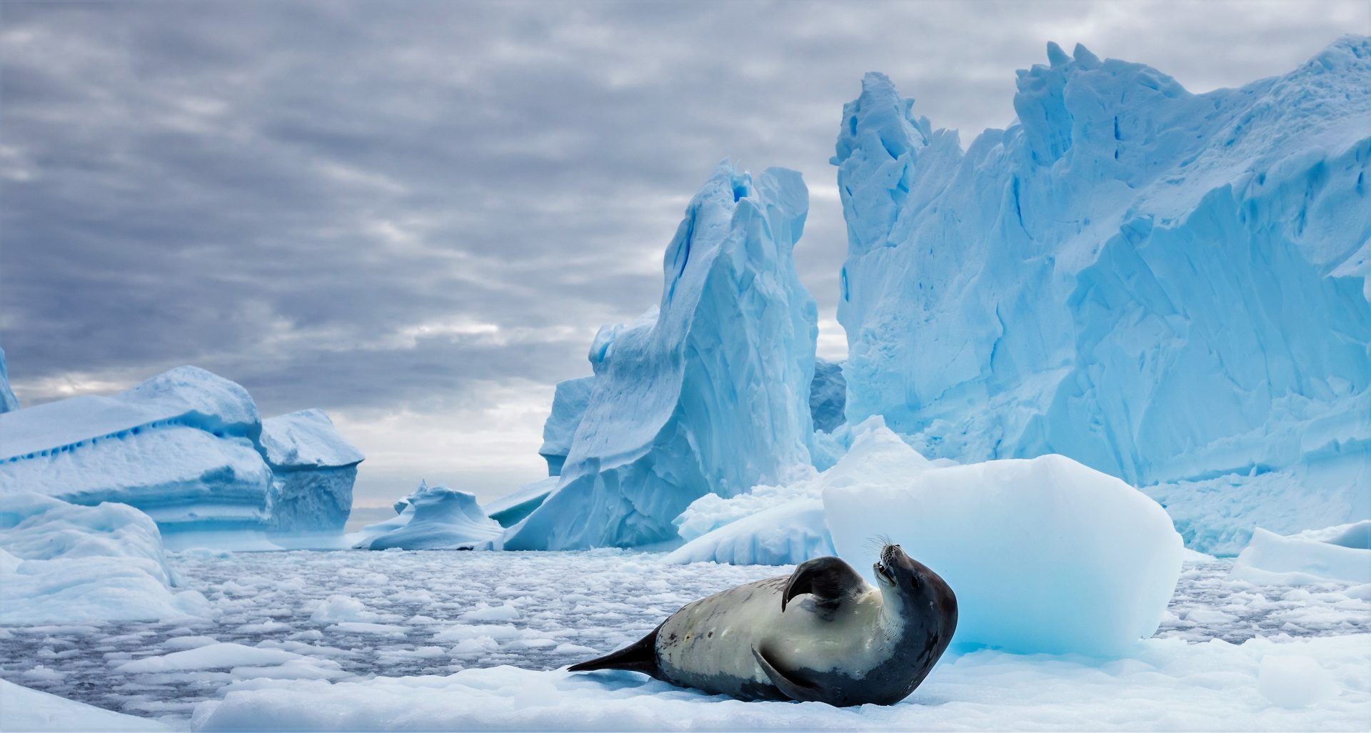 cruise to antarctica