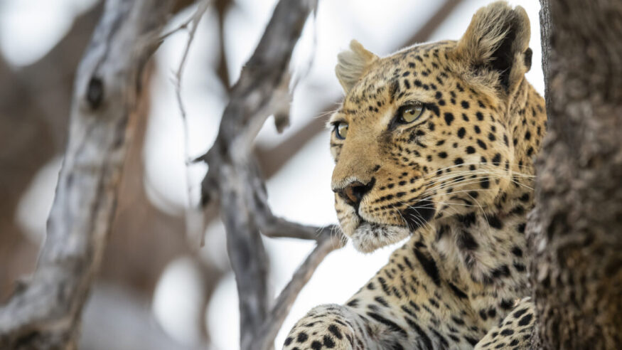 A young African leopard (Panthera pardus pardus) high up in a tree. wildlife. Moremi wildlife reserve, Okavango Delta, Botswana.