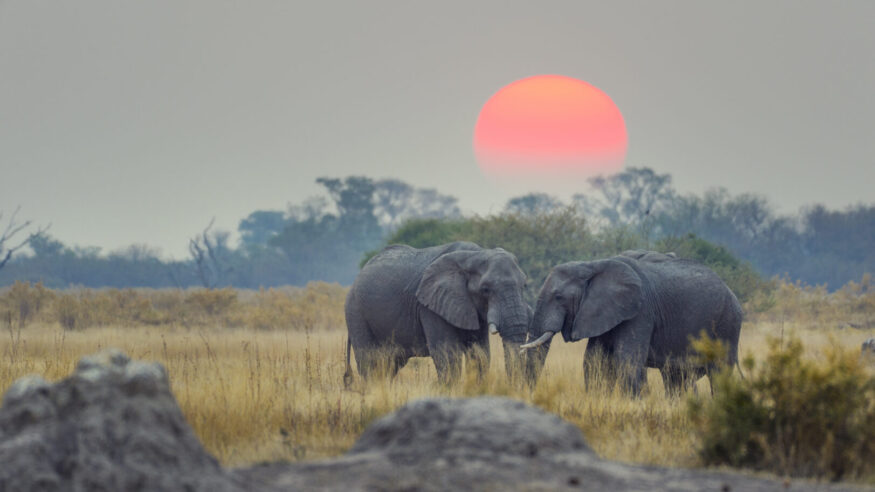 Two elephants with sunset behind. There is a large orange sun behind them.