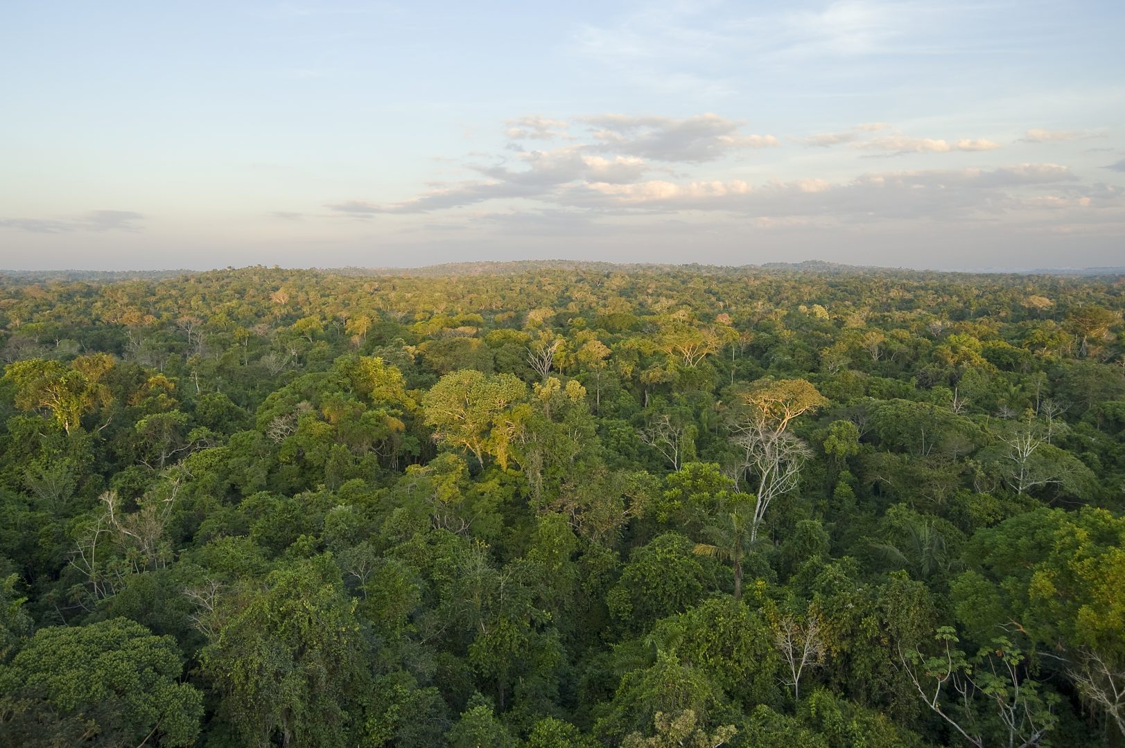 Amazon rainforest canopy view