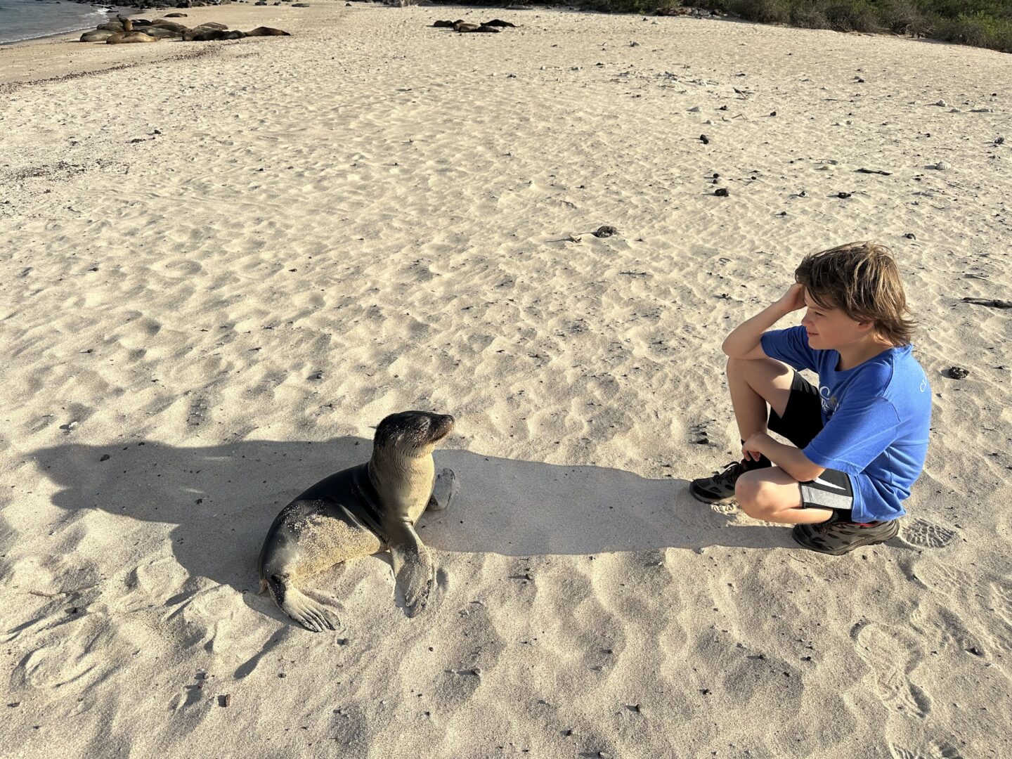 Seal Cub - Galapagos Islands - C. Hagan
