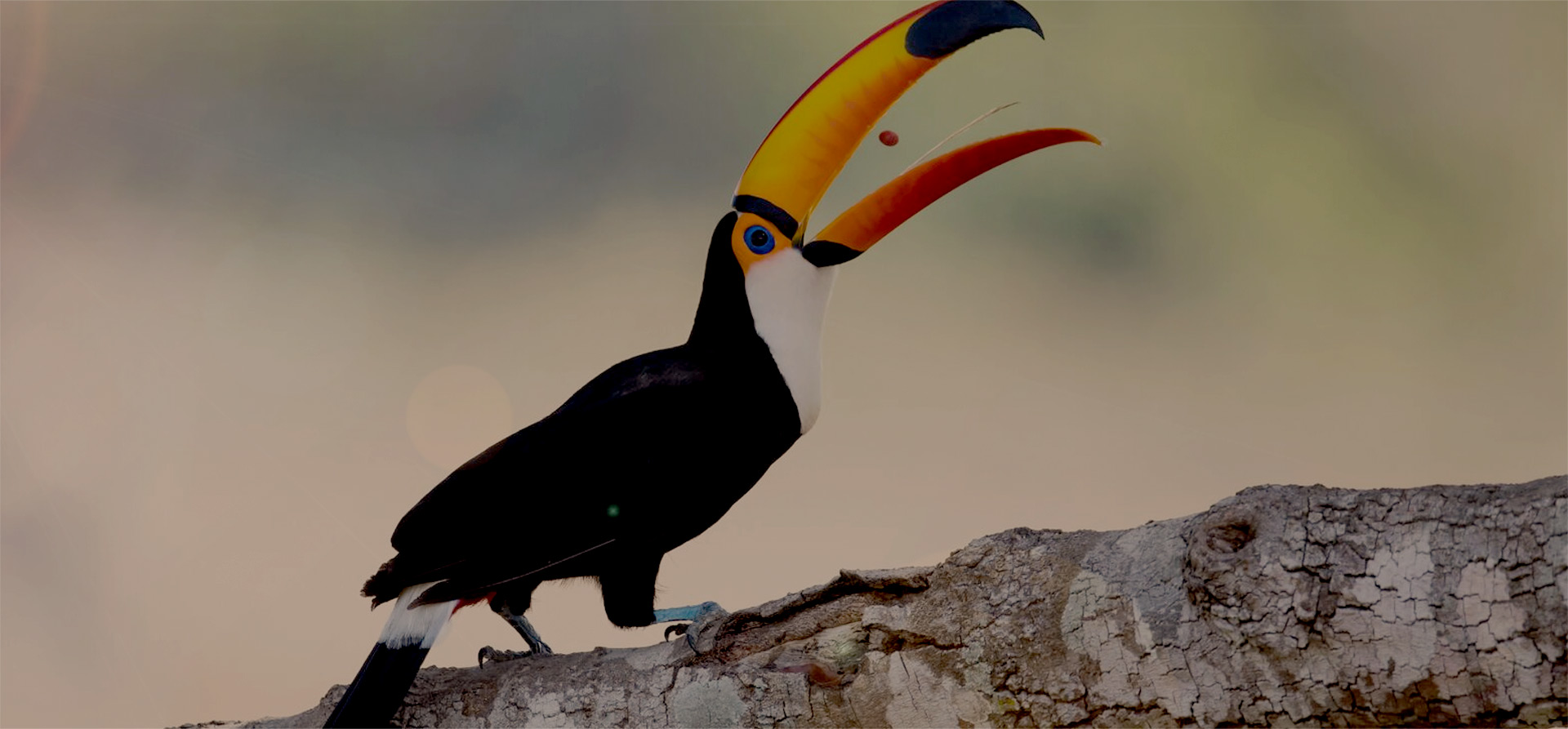 The Amazon, Rio de Janeiro, and Iguazu Falls