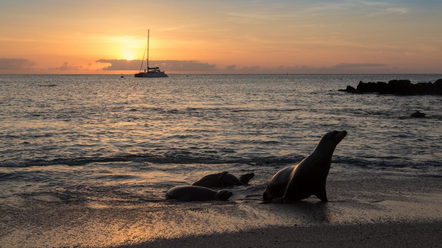 Sea lions coming out of water at sunset; boat in background