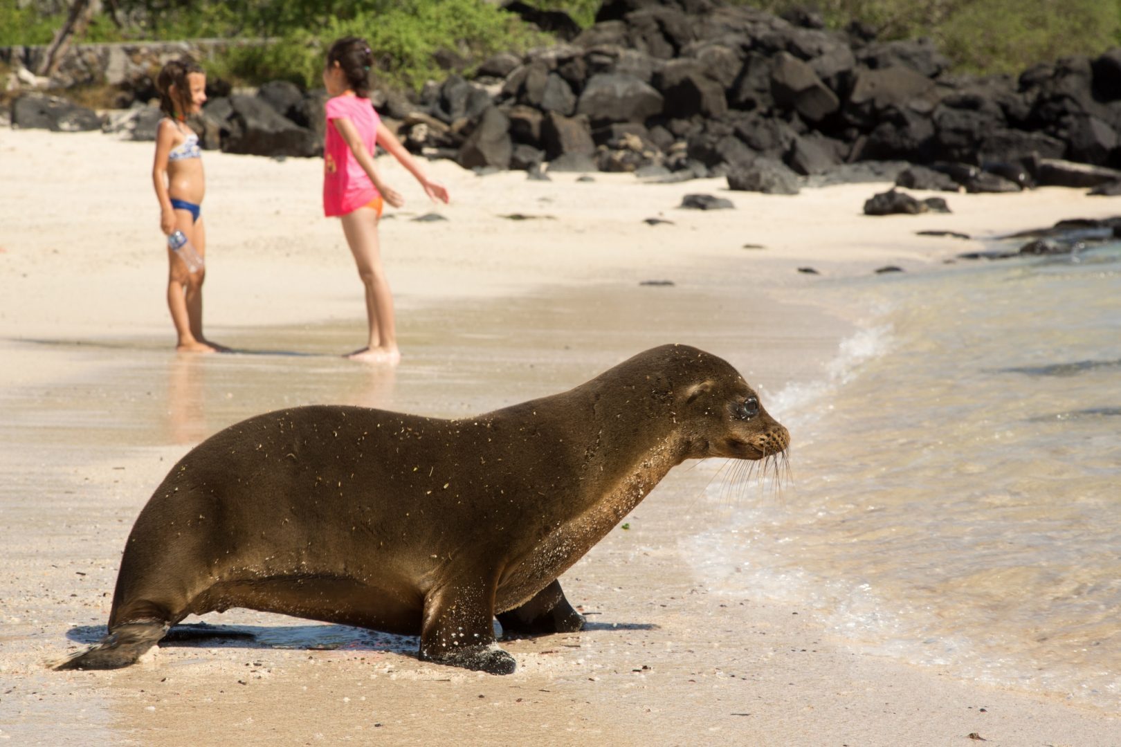 Galapagos sea lion_Photo by Max Aliaga