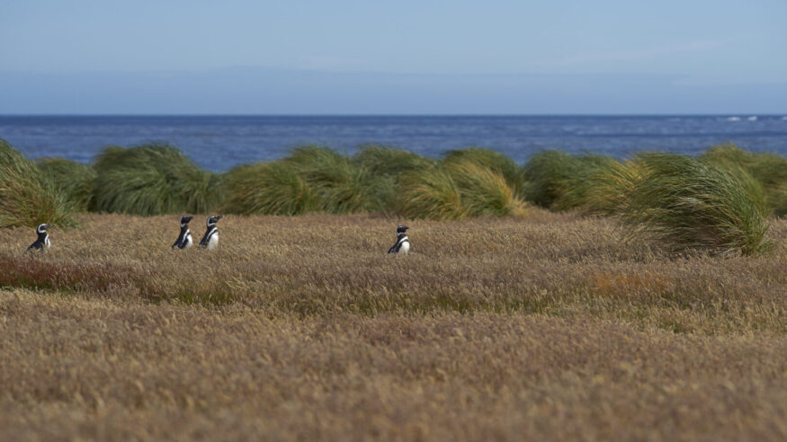 Magellanic Penguins (Spheniscus magellanicus) walking through a grassy meadow on Sealion Island in the Falkland Islands.