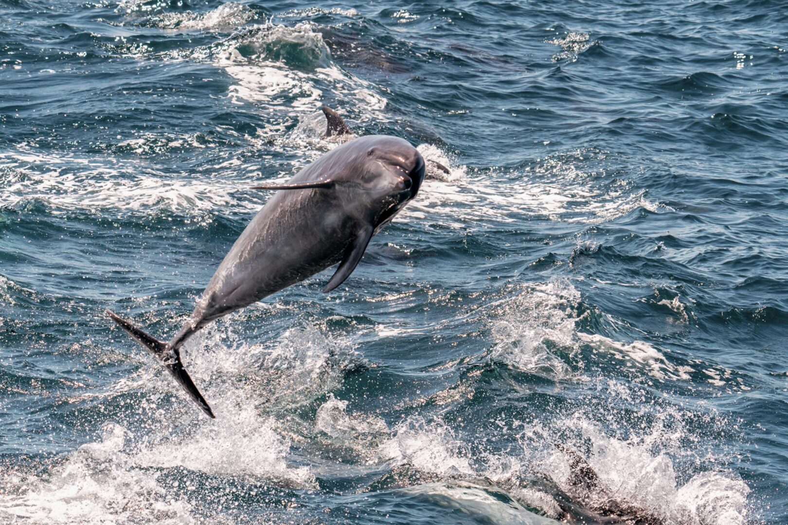 Dolphin in the Galapagos
