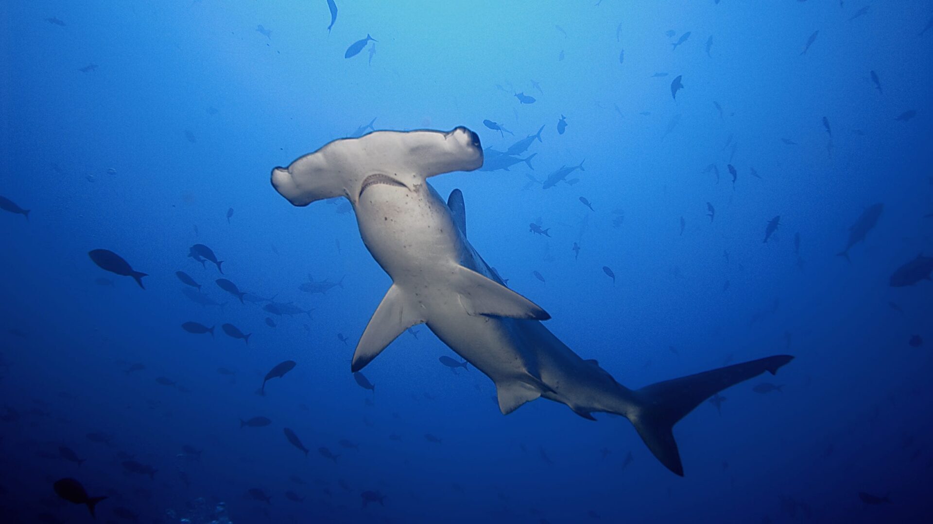 A Scalloped-hammerhead shark in the Galapagos