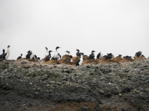 Imperial Cormorants
