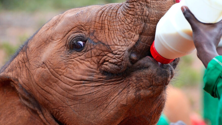 Baby elephant feeding from a bottle of milk in Sheldrick Elephant Orphanage near Nairobi Kenya