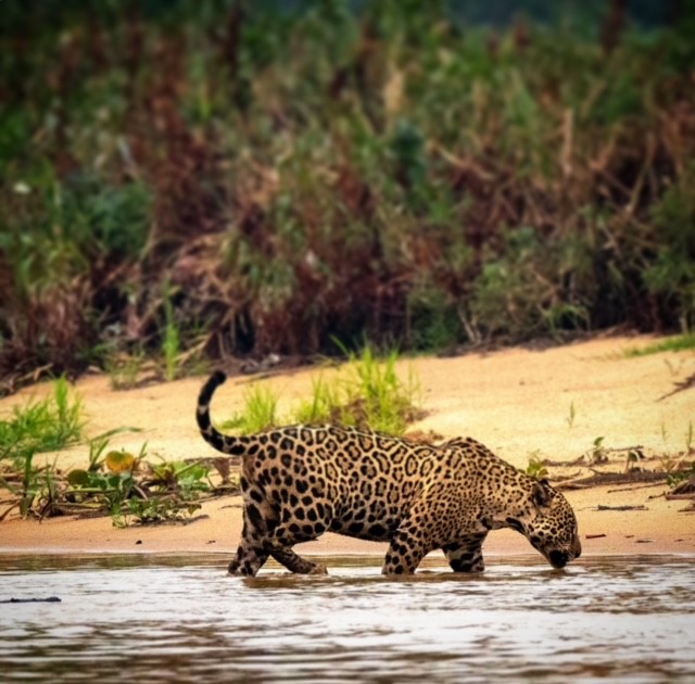 Leopard trekking, Amazon, Brazil - L. Ziff