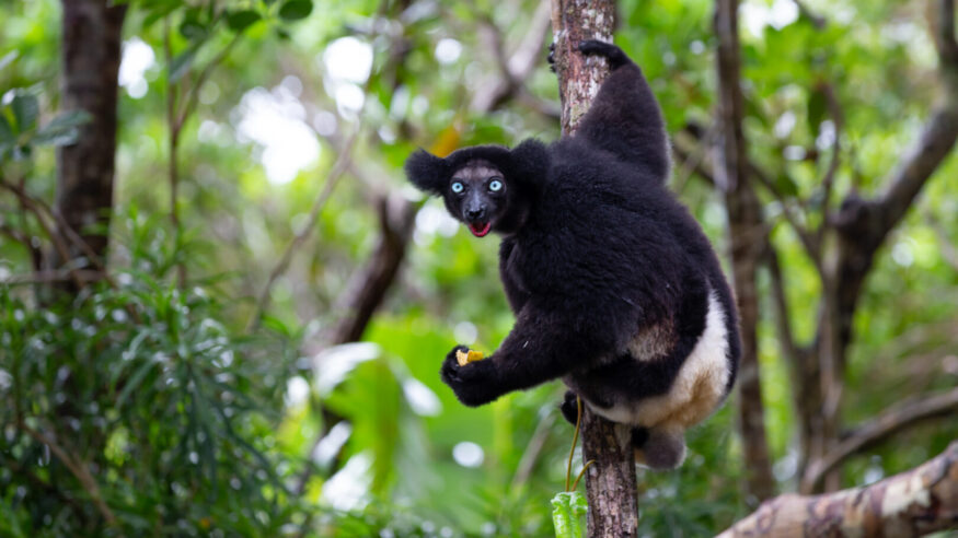An Indri lemur on the tree watches the visitors to the park in Madagascar, Madagascar
