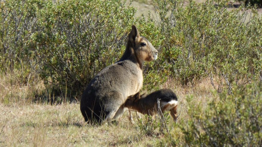 Argentina - Peninsula Valdes Wildlife
