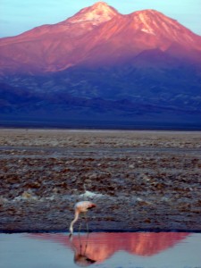 Andean Flamingo, Salar de Atacama