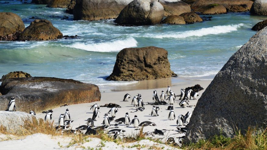 Penguins at Cape of Good Hope
