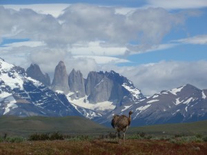 Rhea, Torres del Paine National Park, Chilean Patagonia