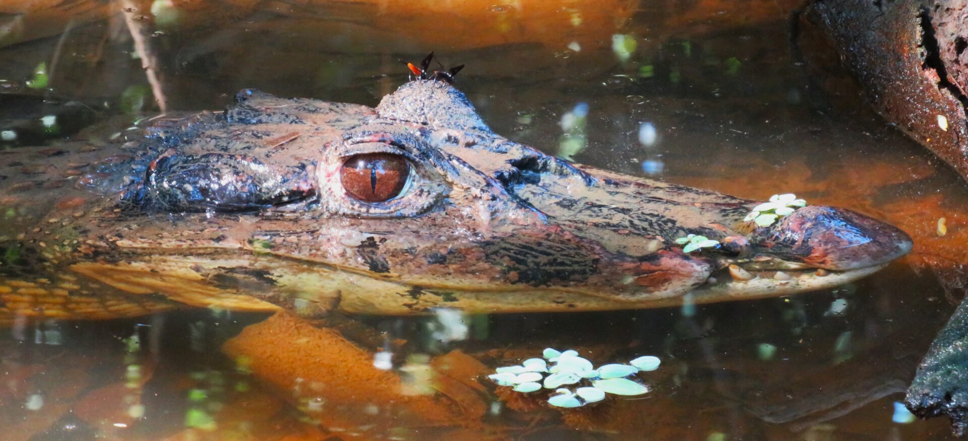 Ecuador & Peru - Robert Martin