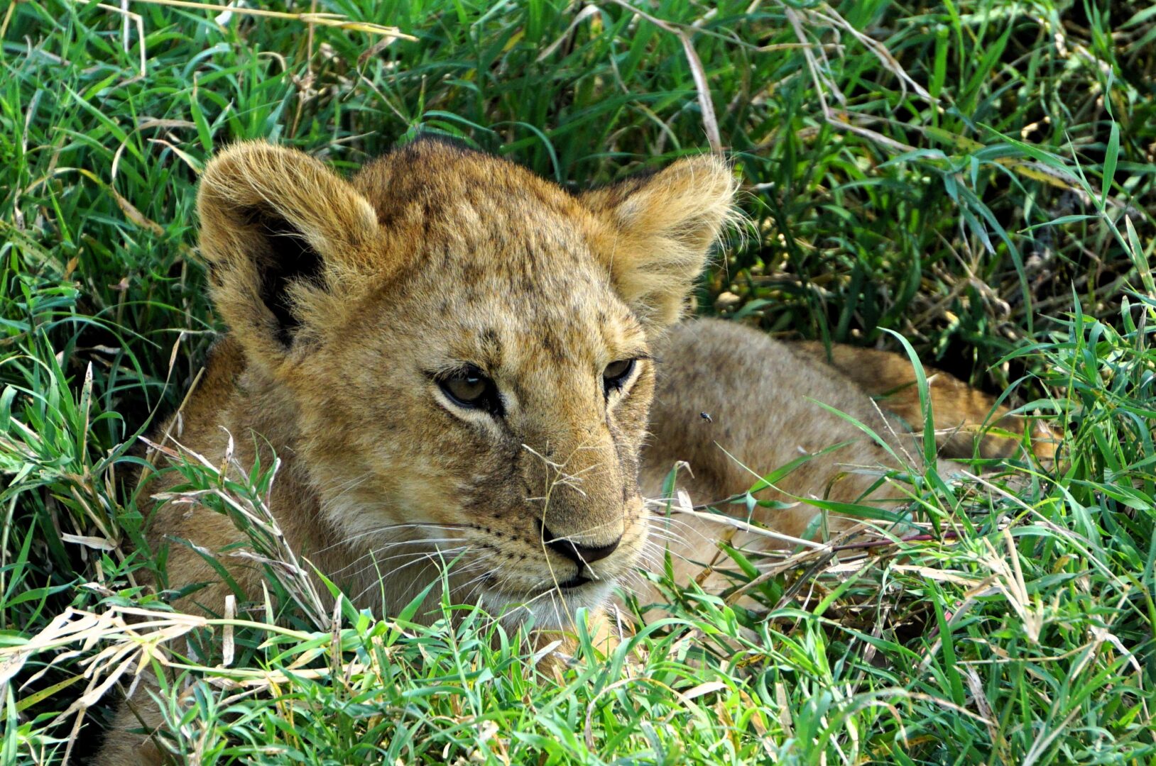 Botswana, South Africa, Kenya, Tanzania, Zimbabwe - Robert & Susie Albright