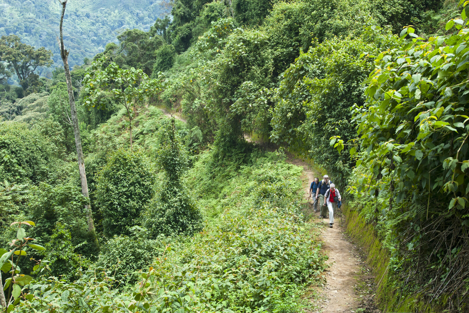 luxury hiking trips: Tourists are hiking through tropical cloud forest, Rwanda: adventure trips