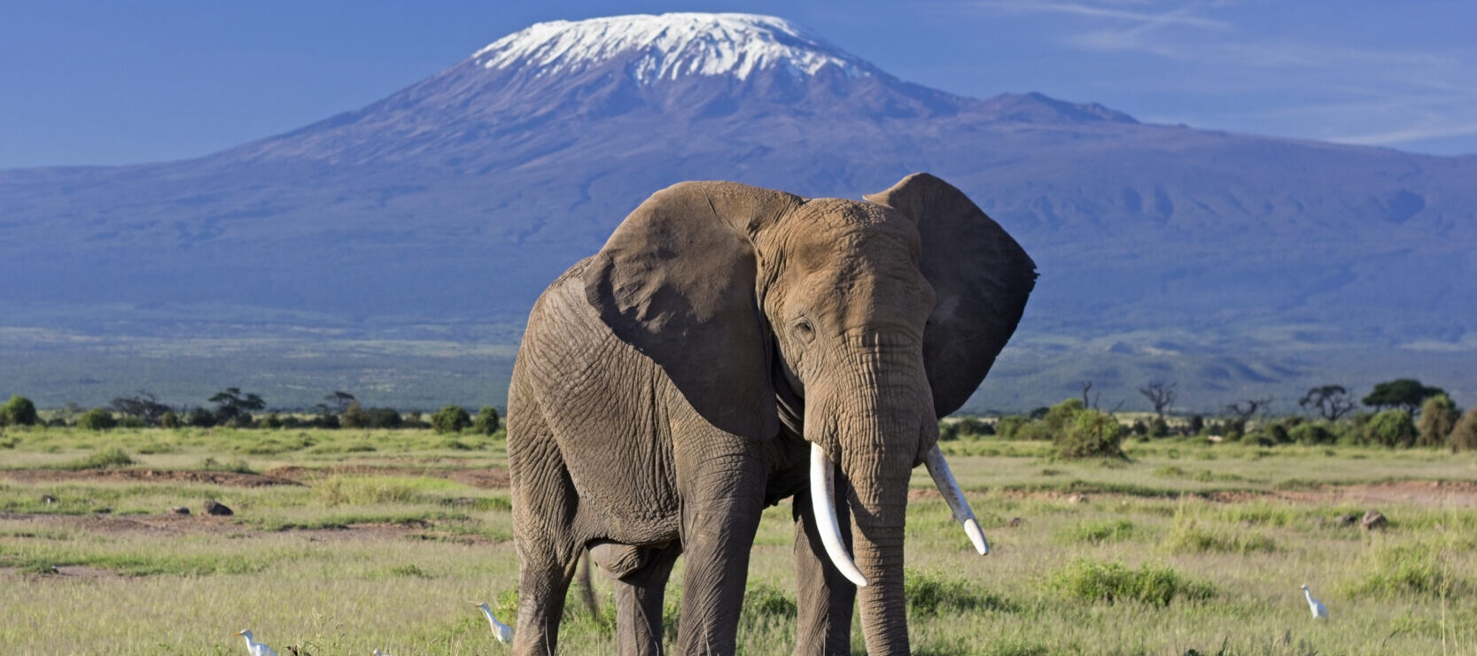 Wildlife Vacations: Elephant standing on the plains in front of Mount Kilimanjaro at Amboseli national park, Kenya.