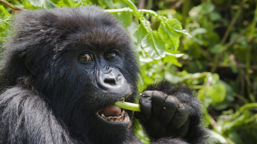 A female gorilla of the Umubano group in Rwanda’s Parc National des Volcans, feeding on wild celery