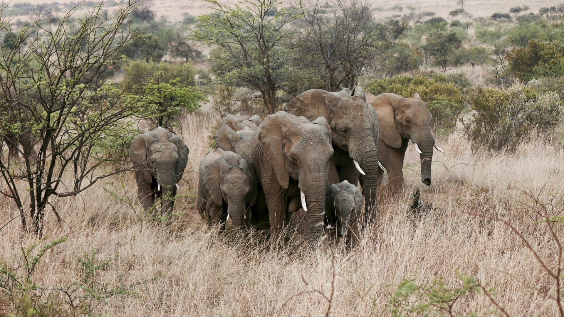 Wildlife Vacations: Elephants in the bush in Tanzania.