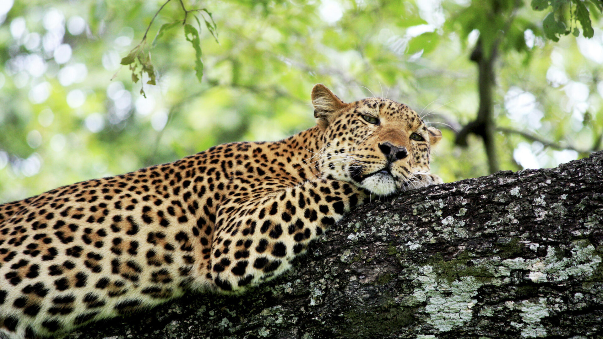 wildlife safaris: Leopard sleeping on a tree branch in Zambia.
