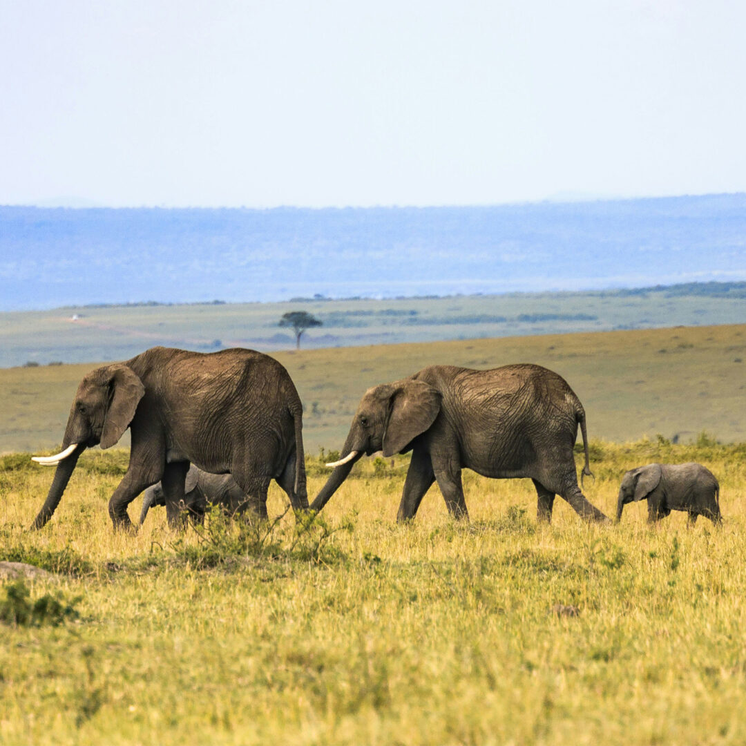 Refer a friend to vaya adventures