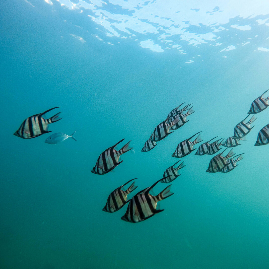 Vaya practices sustainable travel