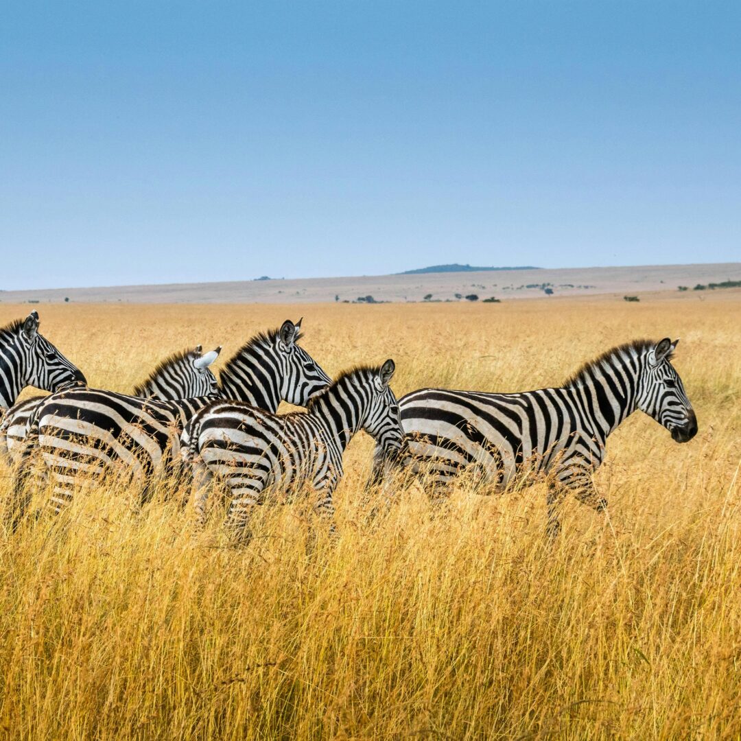 Zebras walking in Africa: luxury private african safaris