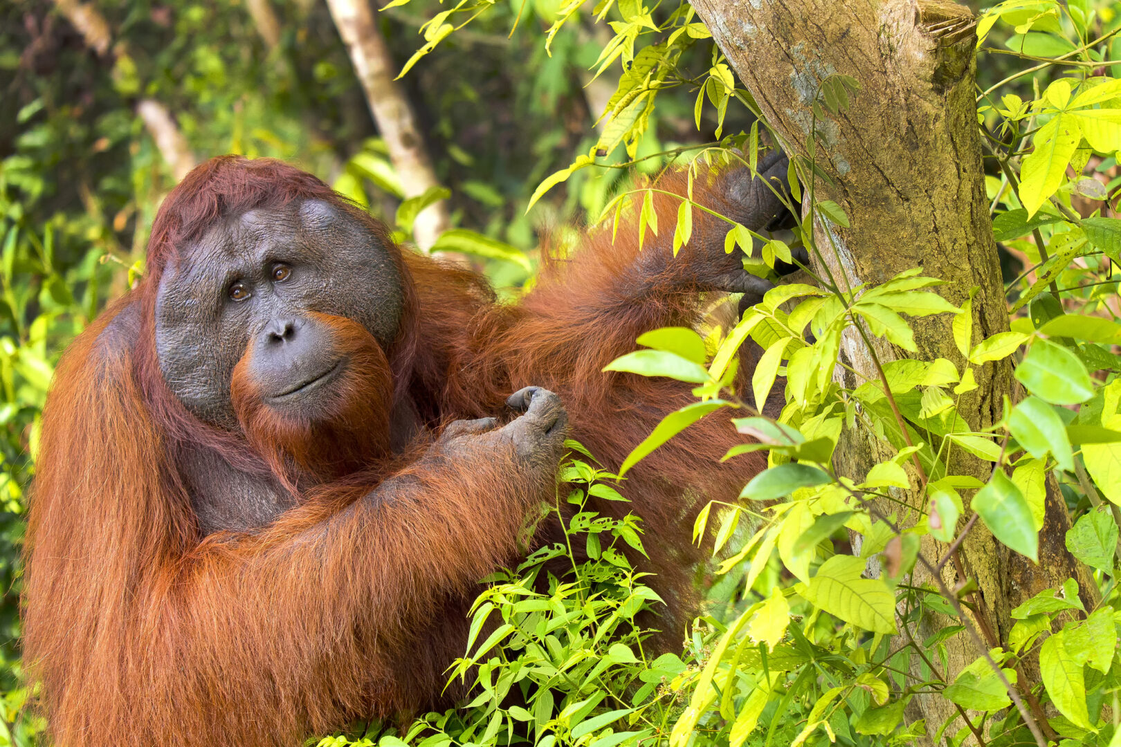 Orangutan in Tanjung Puting National Park, Indonesia