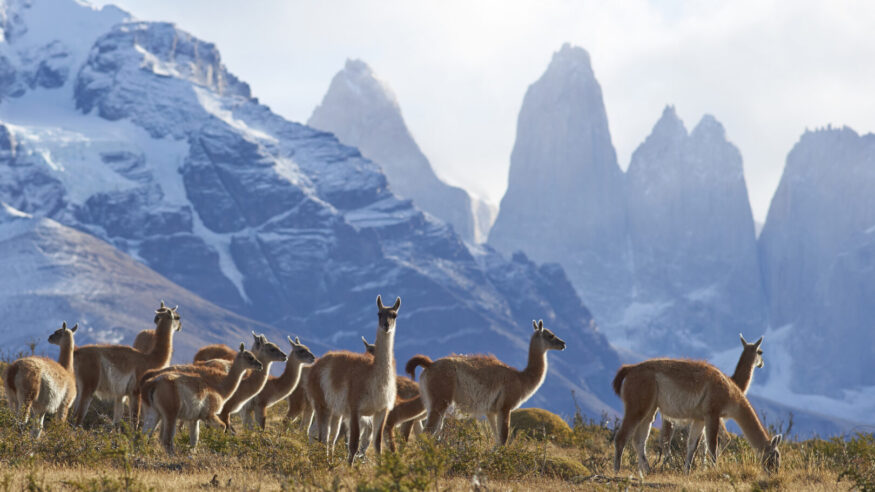 Herd of Guanaco (Lama guanicoe) grazing on a hillside in Torres del Paine National Park in the Magallanes region of southern Chile.