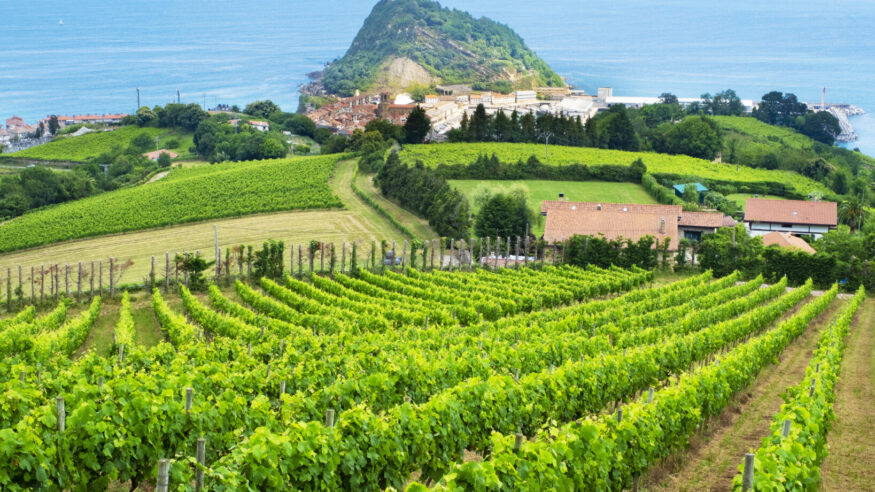 Vineyards by the sea in Getaria, Basque Country coast