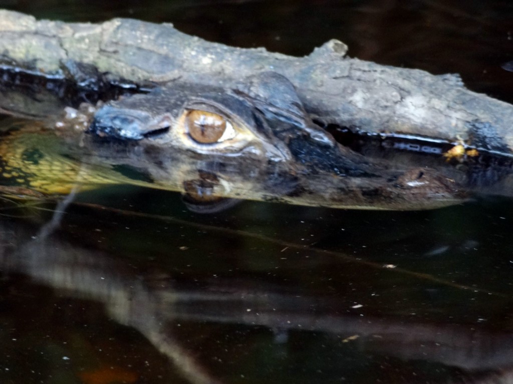 Caiman up close