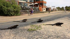 Iguana Crossing